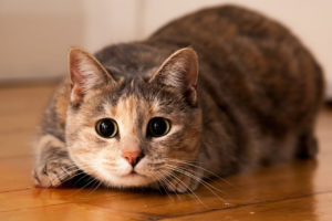 Auckland Catteries
