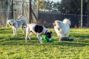 Auckland Dog Hotel