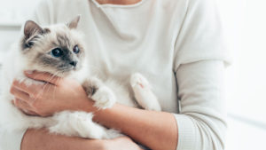 Cat Accommodation