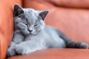 cat hotel south auckland