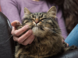 Cat Sitters