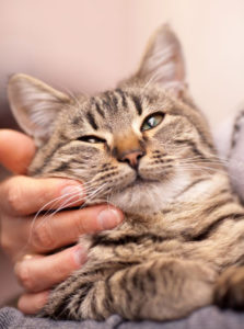 Cattery South Auckland