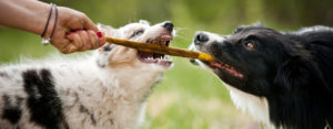 Dog Day Care Auckland
