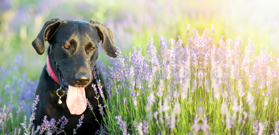 doghotelauckland Auckland Kennel & Cattery