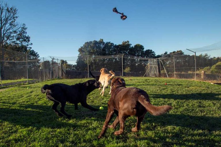 Dog Kennels South Auckland Doggy Day Care Auckland Dog Hotel Auckland