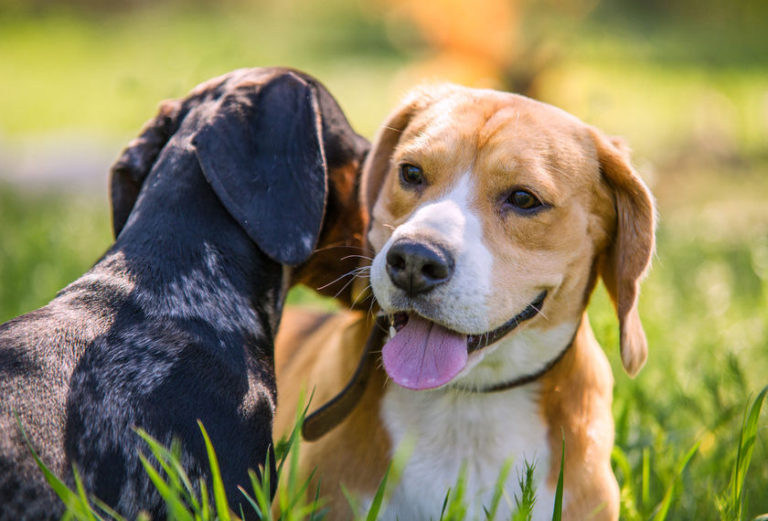 dogkennelseastauckland Auckland Kennel & Cattery