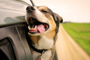 Dog Sitters Auckland