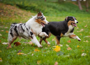Doggie Day Care Auckland