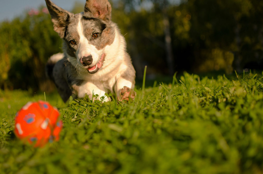 doggiedaycareauckland Auckland Kennel & Cattery