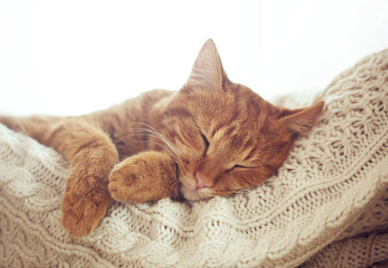 cattery-south-auckland-cat-hotel-auckland-kennels-and-cattery-cat