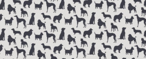 Kennels in Auckland