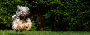 Pet Sitters