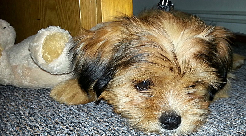 stressed-dog-auckland