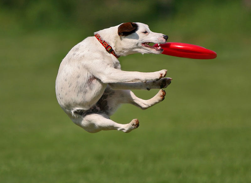 doggie day care NZ