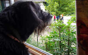 dog window auckland