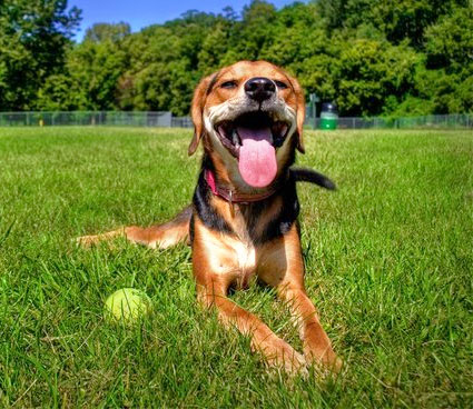 south-east-auckland doggie day-care