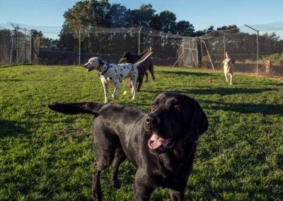 Dog Day Care Auckland