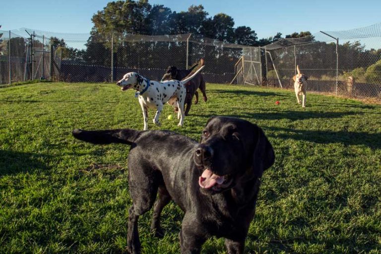 Dog Day Care Auckland Auckland Kennel & Cattery