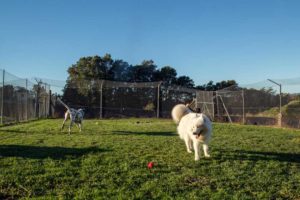 Dog Home