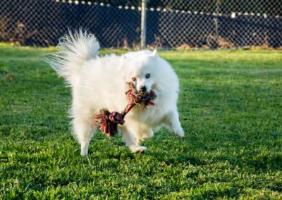 Dog Kennels in Auckland