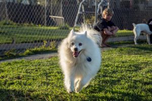 Dog Kennels NZ