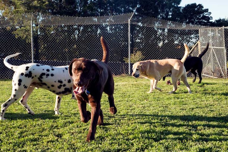 Dog Kennels South Auckland Doggy Day Care Auckland Dog Hotel Auckland
