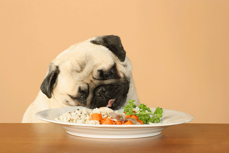 should dogs eat grains