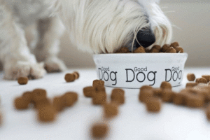 Auckland kennel pet food