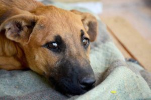 vaccinate your dog