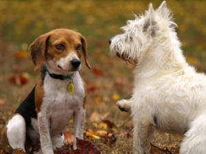 dogs-at-day-care