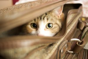 cat care