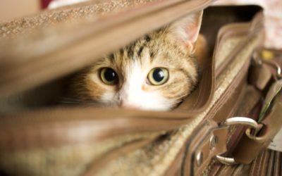 Why Leave Your Cat In A Cattery?