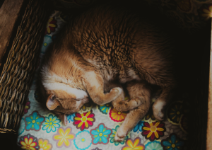 cattery auckland review