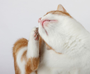 treating-for-fleas