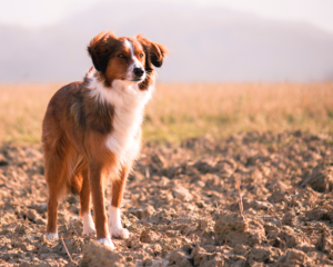 roaming dog
