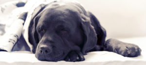 caring for your dog