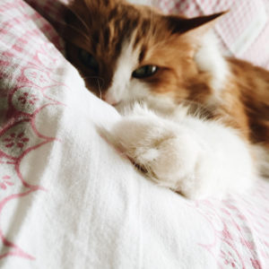 cat-needing-care