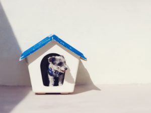 dog house