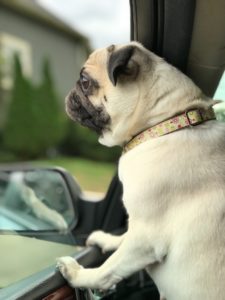 travelling dog