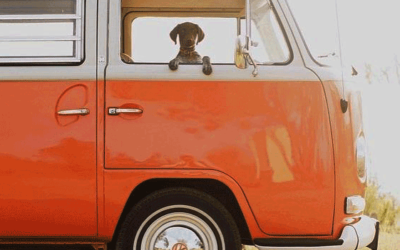Travelling NZ in a Campervan with your Dog