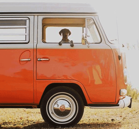 Travelling NZ in a Campervan with your Dog