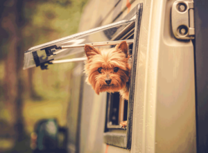 camping-with-your-dog