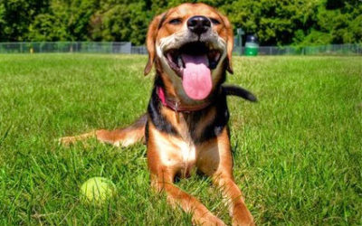 Benefits of Doggie Daycare