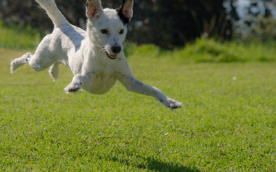 Benefits of Doggie Day Care