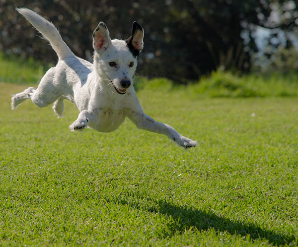 Benefits of Doggie Day Care