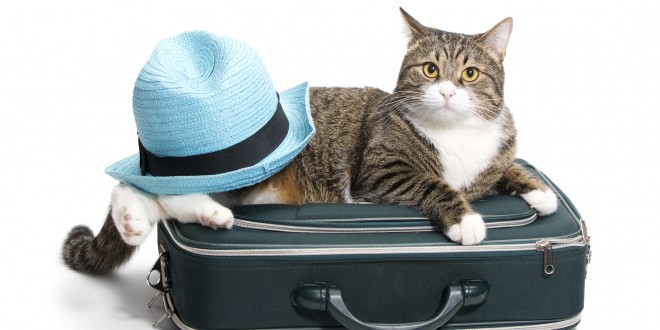 cat holiday plans cat holiday plans