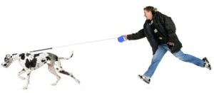 dog enjoying kennels