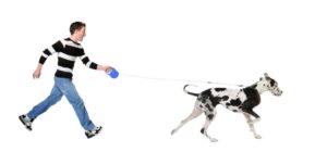 dog-pulling to go to kennel
