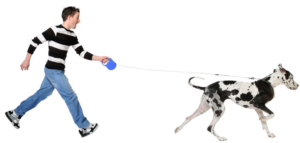 dog pulling to go to kennel