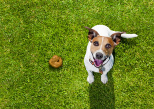 dog training